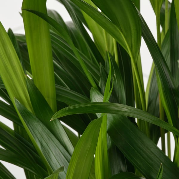 Levende grønne blade af en DYPSIS LUTESCENS i potte, også kendt som sommerfuglepalme.