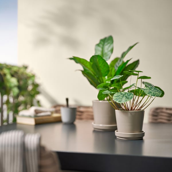 Indendørs opdækning med FEJKA kunstige planter i hvide potter på et bord. Forskellige grønne blade, mindre end nærliggende stablede bøger og kopper.