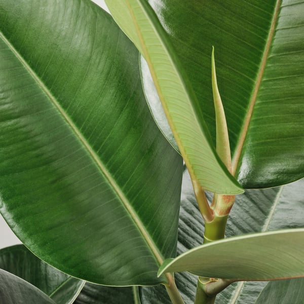 Store, levende grønne blade af en FICUS ELASTICA ROBUSTA-plante, der viser dens sunde og robuste natur.