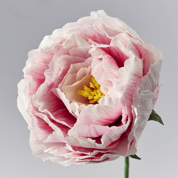 GULDSPETT Kunstig blomst, papir/Pæon hvid/rosa, 50 cm