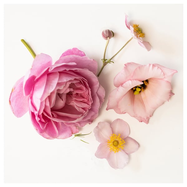 Tre sarte lyserøde blomster på hvid baggrund. Forskellige former og størrelser, en åben rose.