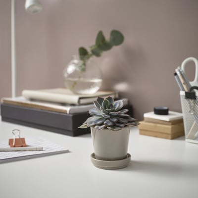 Skrivebord med grå plante, lille sukkulent, bøger, kontorartikler.