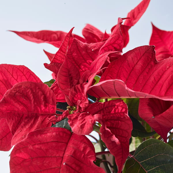 POINSETTIA Plante, Julestjerne, 13 cm