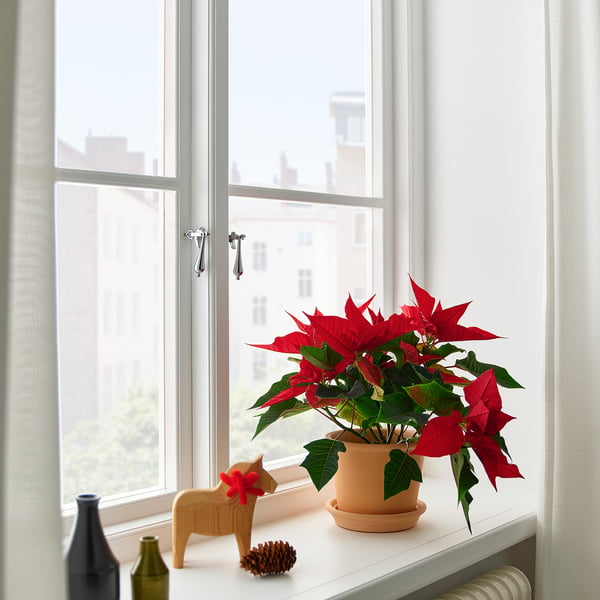 POINSETTIA Plante, Julestjerne, 13 cm