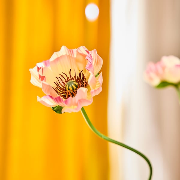 SMYCKA Kunstig blomst, indendørs/udendørs valmue/pink, 51 cm