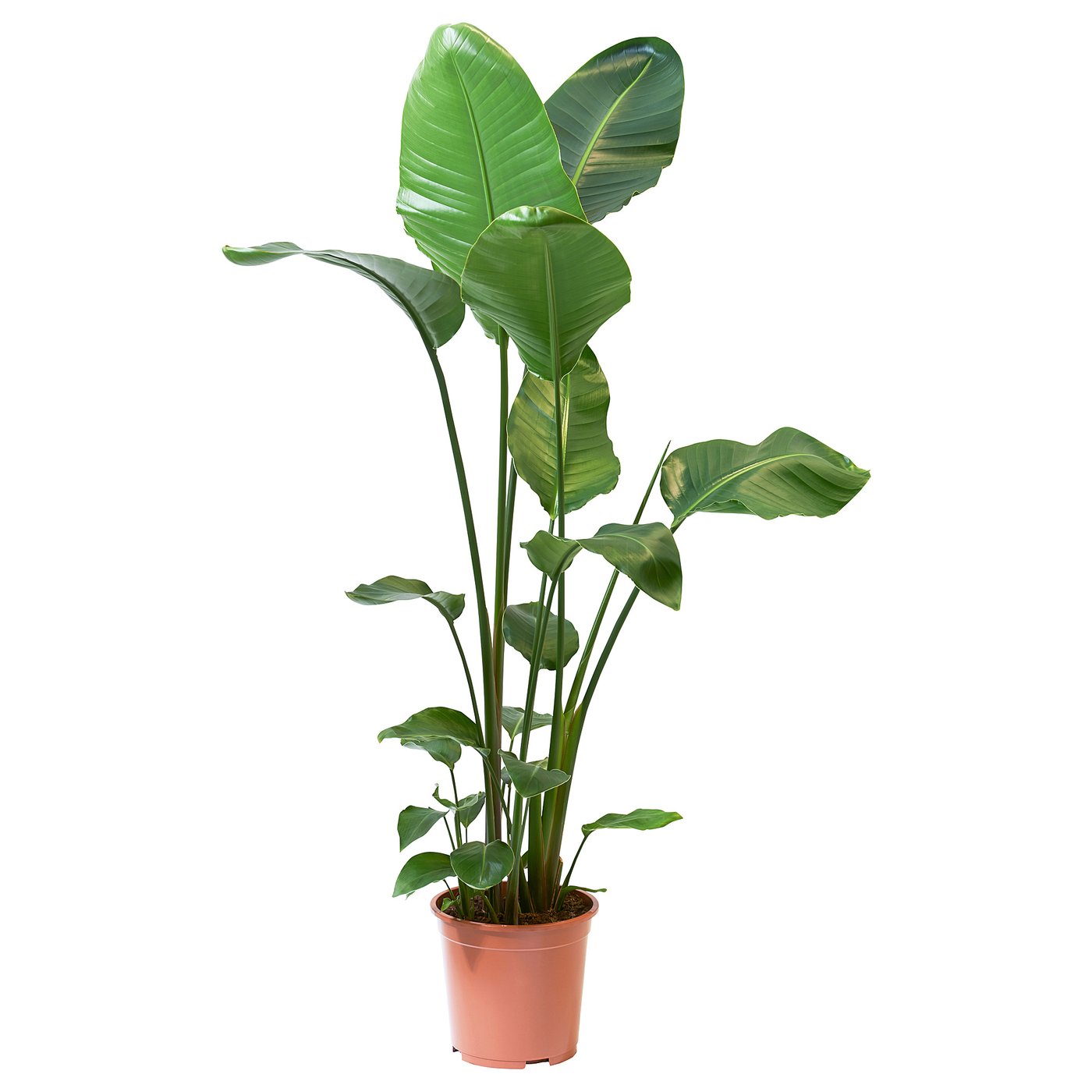 Brunpottet STRELITZIA, høje grønne blade.