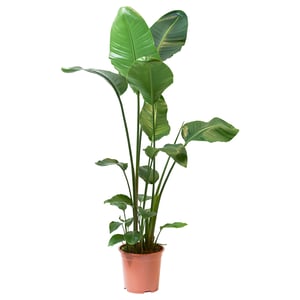 Brunpottet STRELITZIA, høje grønne blade.