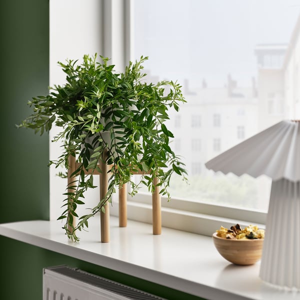 Small potted AESCHYNANTHUS plant, green leaves, white pot base, wooden stems sits beside window, next to small bowl & lamp.