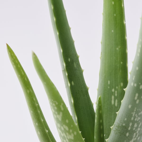 Close-up of vibrant, healthy ALOE VERA leaves with distinctive white spots and sharp tips.