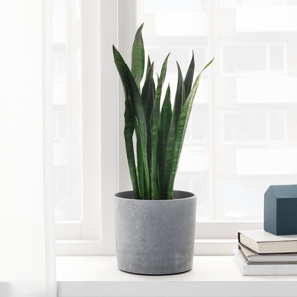 A tall, green snake plant in a grey concrete pot sits on a white surface against white tiles. The pot has a soft base for protection.