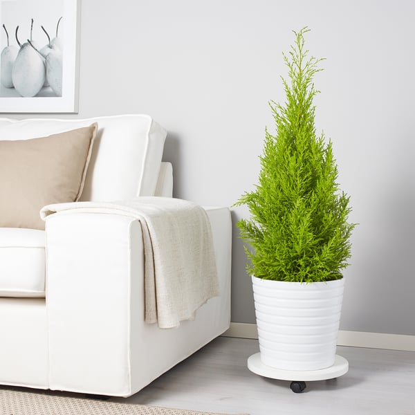 Potted plant, mobile, white sofa.