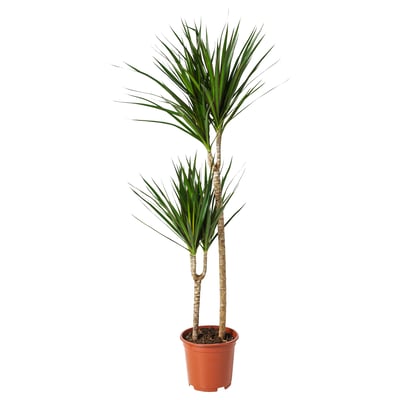 Potted DRACAENA MARGINATA in terracotta, green spiky leaves.