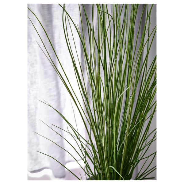A close-up of lush, vibrant green artificial grass blades, meticulously arranged, with a delicate white curtain as the backdrop.