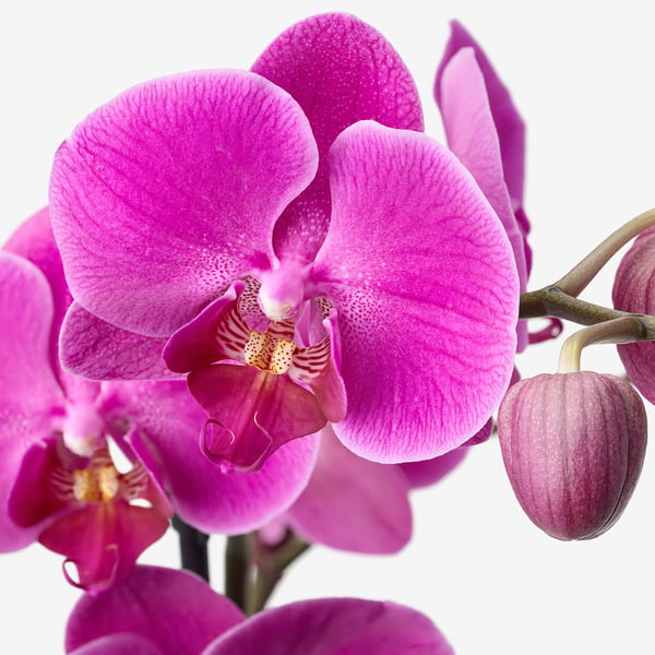 A close-up of vibrant pink orchid flowers blooming healthy against a white background.
