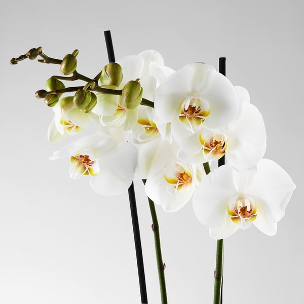 Beautiful white orchid with lush green leaves, vibrant and healthy, perfect for home decor.