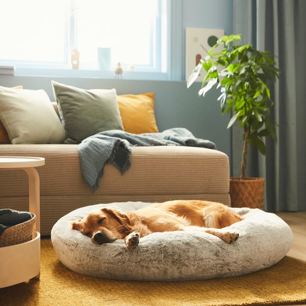 Cosy dog bed by window, soft & supportive.