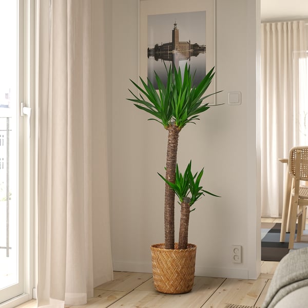 Large YUCCA ELEPHANTIPES in pots between curtained windows.