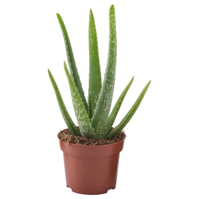 Roheliste naeltega potis ALOE VERA.