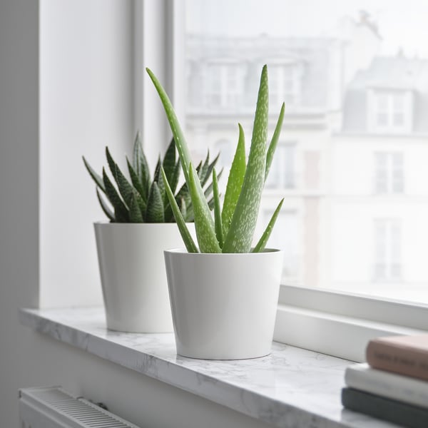 Kaks ALOE VERA taime marmorist riiulil akna kõrval.