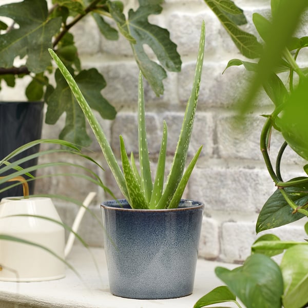 Hall pott ALOE VERA