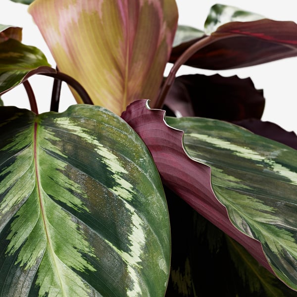 Lähivõte erksatest, mitmevärvilistest CALATHEA-lehtedest. Silmatorkavad mustrid roosade, roheliste ja kreemikate toonidega erinevates toonides.