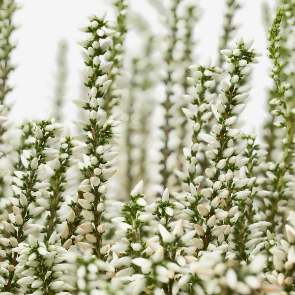 CALLUNA Potitaim, kanarbik/eri värvid, 13 cm