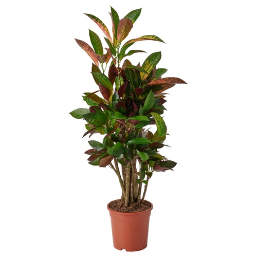 CODIAEUM Potitaim, krooton, 21 cm