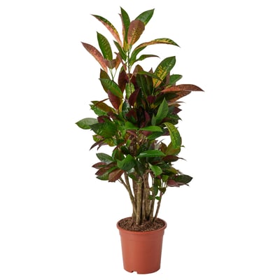 CODIAEUM Potitaim, krooton, 21 cm