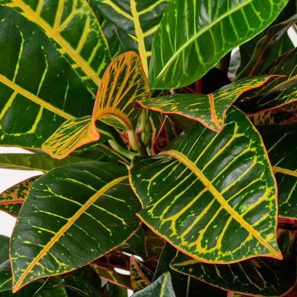 CODIAEUM Potitaim, krooton, 24 cm