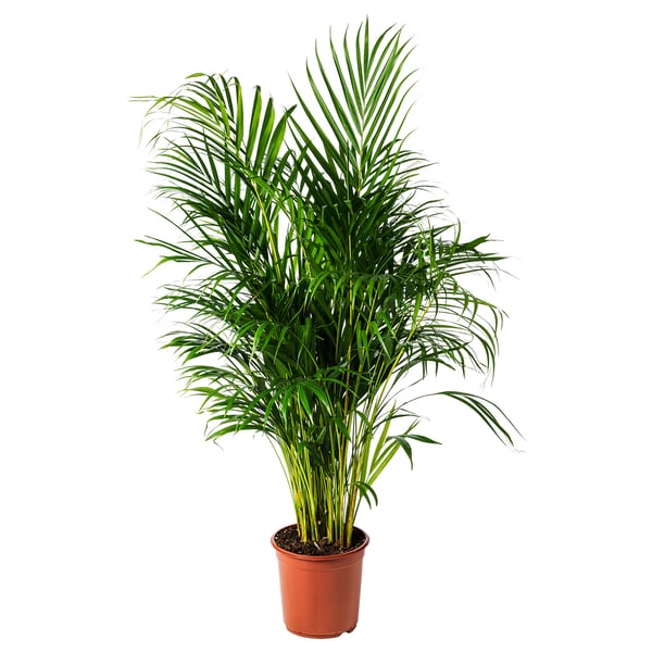 Roheliste lehtedega potis DYPSIS LUTESCENS; keraamika oranž, keraamika.