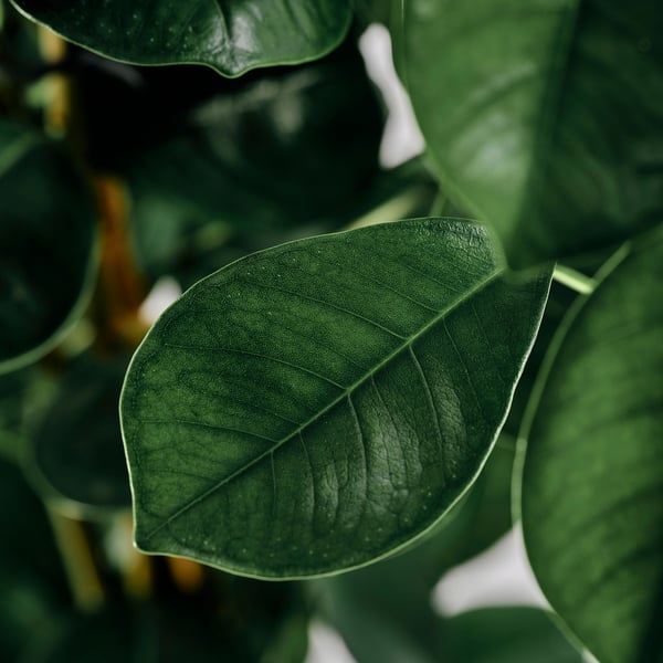 FICUS MICROCARPA Potitaim, viigipuu, 19 cm