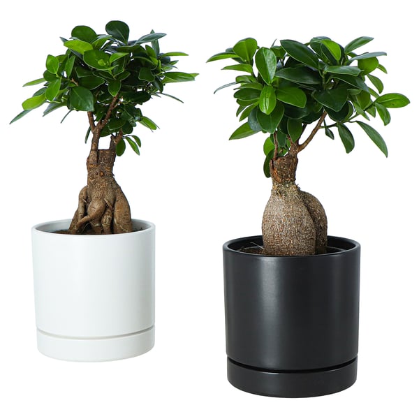 FICUS Potitaim potiga, bonsai eri värvid, 12 cm