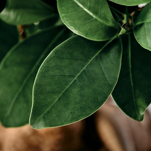 FICUS Potitaim potiga, bonsai eri värvid, 12 cm