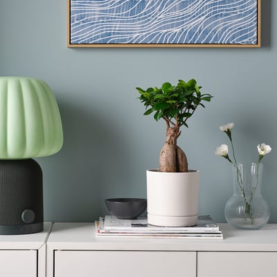 FICUS Potitaim potiga, bonsai eri värvid, 12 cm