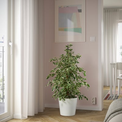 Suur siseruumides asuv FICUS taim akna ääres.