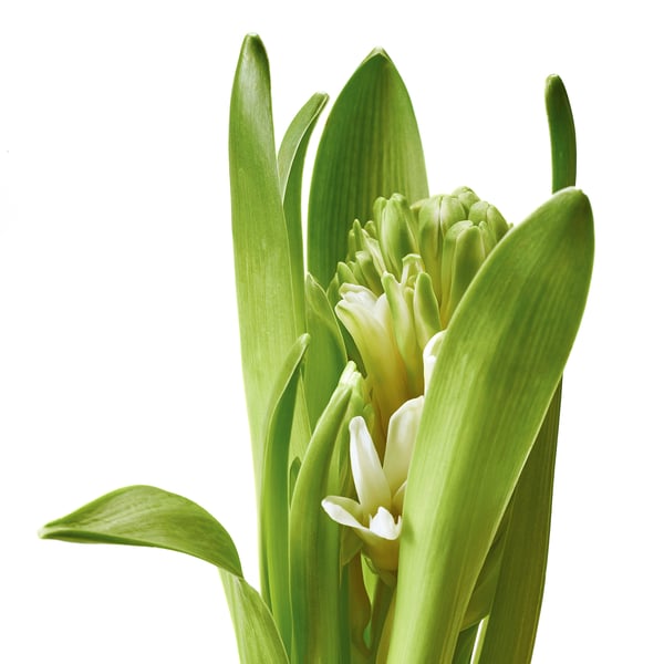 HYACINTHUS Potitaim, 1 sibul, hüatsint eri värvid, 8 cm