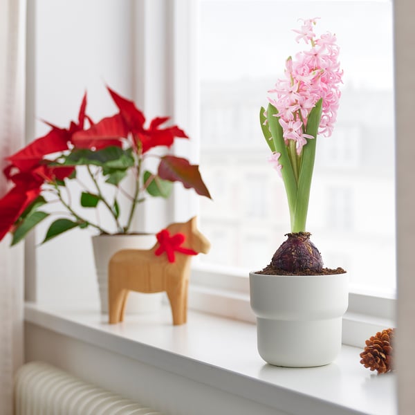 HYACINTHUS Potitaim, 1 sibul, hüatsint eri värvid, 8 cm