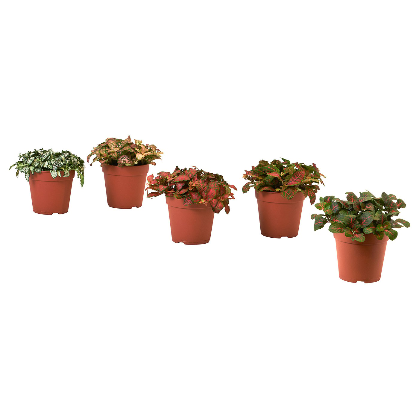 HYPOESTES Potitaim, harilik täpplehik/segavalik, 12 cm
