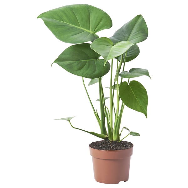 Potis MONSTERA DELICIOSA