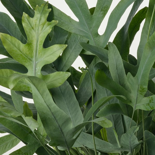PHLEBODIUM AUREUM Potitaim, Harilik kuldimar, 14 cm