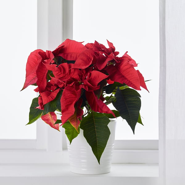 POINSETTIA Potitaim, jõulutäht, 13 cm