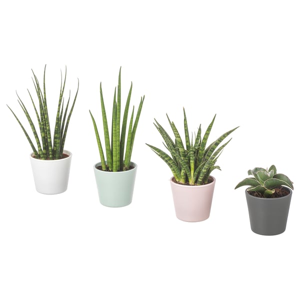 Neli SANSEVIERIA taime valgetes, piparmündi-, roosades ja hallides pottides, millest igaühel on kõrged rohelised lehed, valgel taustal.
