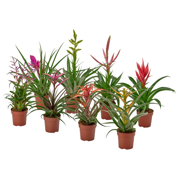 Kuus erkrohelist ja värvilist potitaime TILLANDSIA pruunides plastpottides, mis on paigutatud ritta.