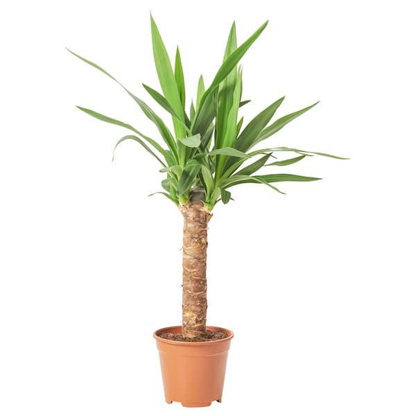 Roheliste lehtedega potis olev yucca