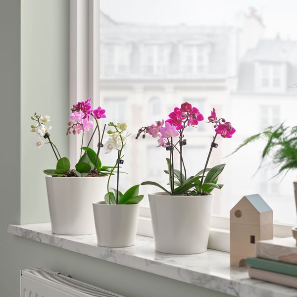 PHALAENOPSIS Растение в горшке, Орхидея разные цвета, 6 см