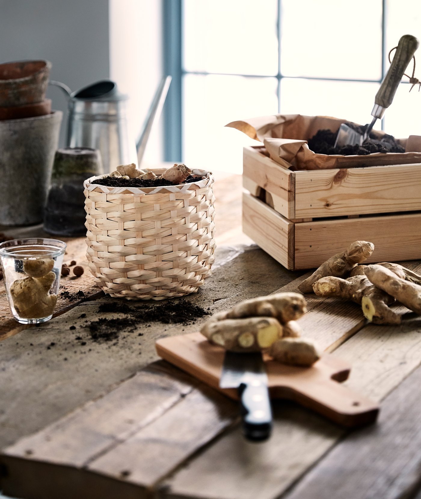 Racines de gingembre plantées dans un cache-pot en rotin à côté d’une boîte en bois dont l’intérieur est couvert de papier brun lequel est rempli de terreau, le tout sur une table en bois brut.