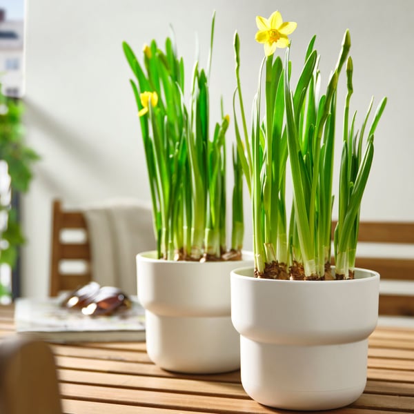 An assorted/Narcissus NARCISSUS potted plant outside