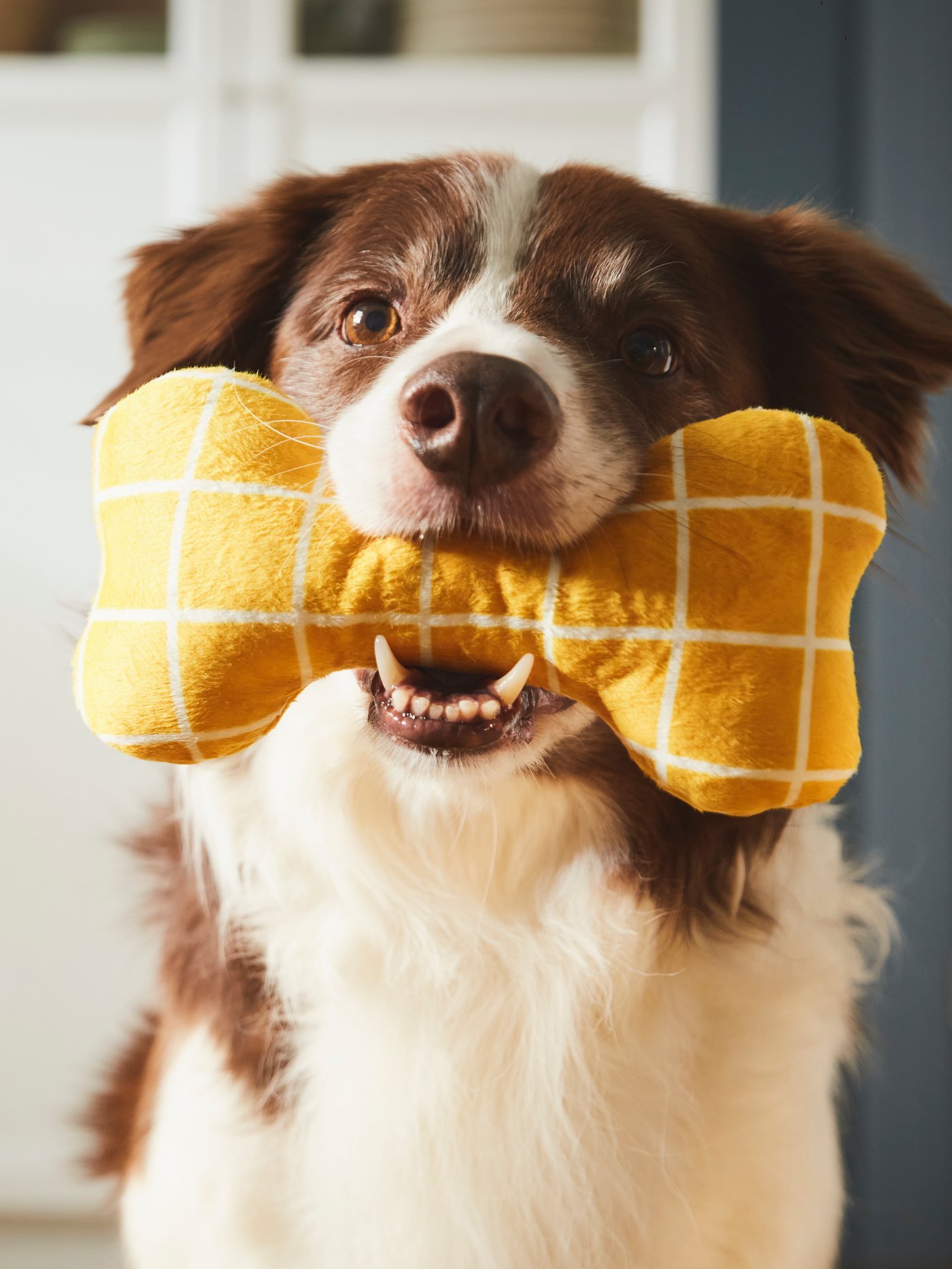 A brown and white dog holds in its mouth a yellow UTSÅDD soft toy for dog which is shaped like a bone.