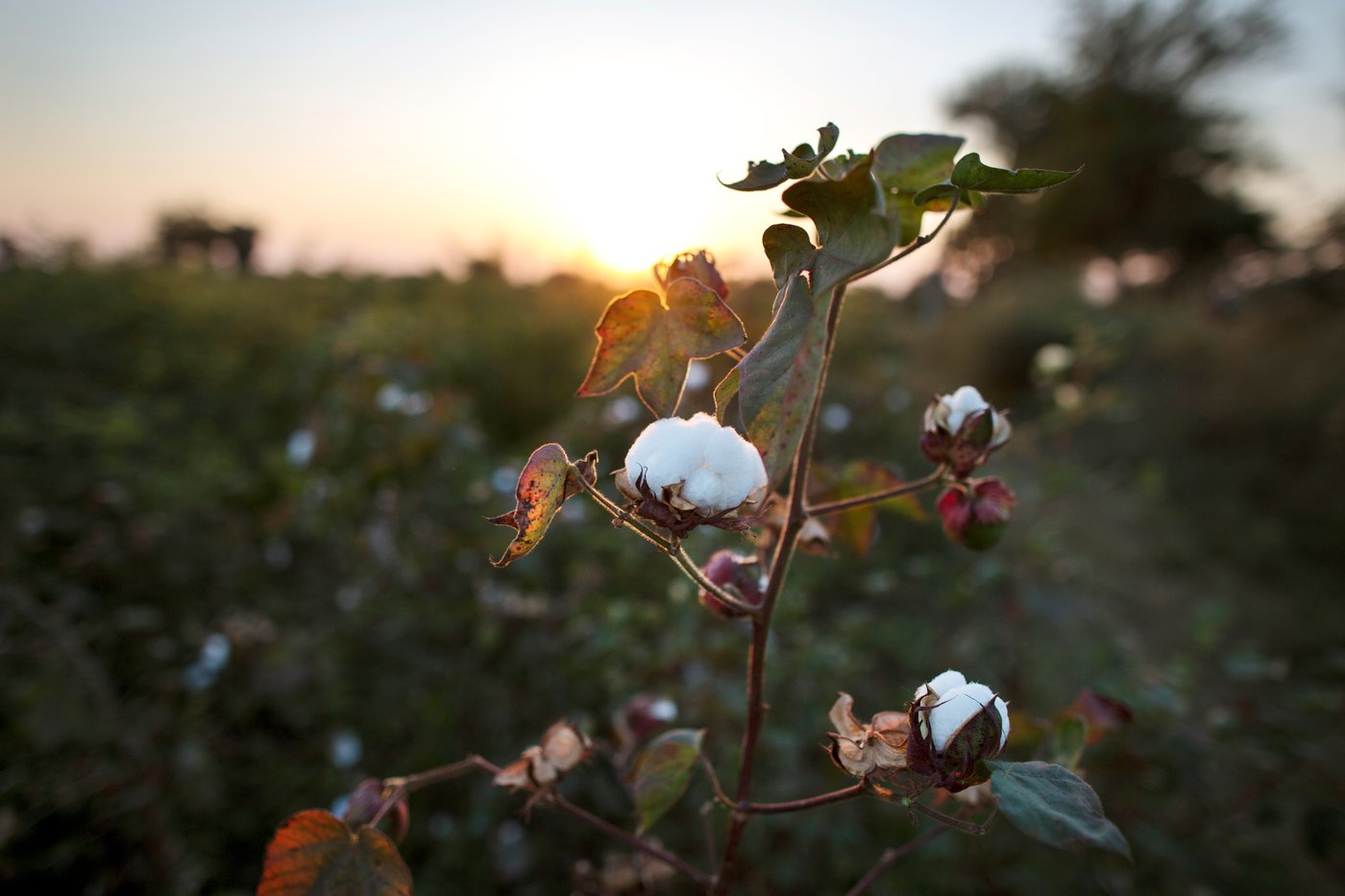 A cotton plant in a field, showing white cotton blooms against a sunset backdrop, with soft light illuminating the scene.