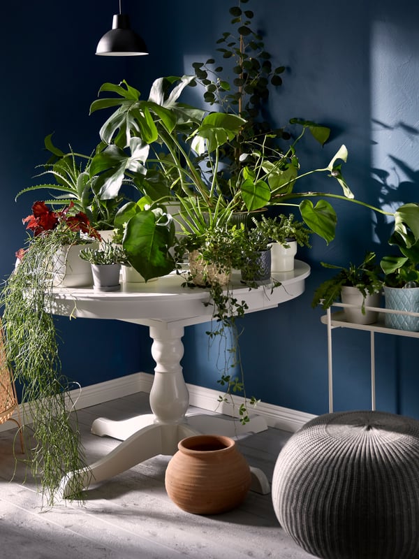 Small, white round table, standing in a corner, its top completely covered with plants in pots.